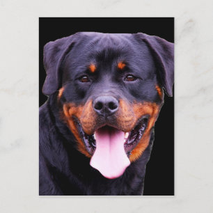 Cartão Postal "Rottweiler"