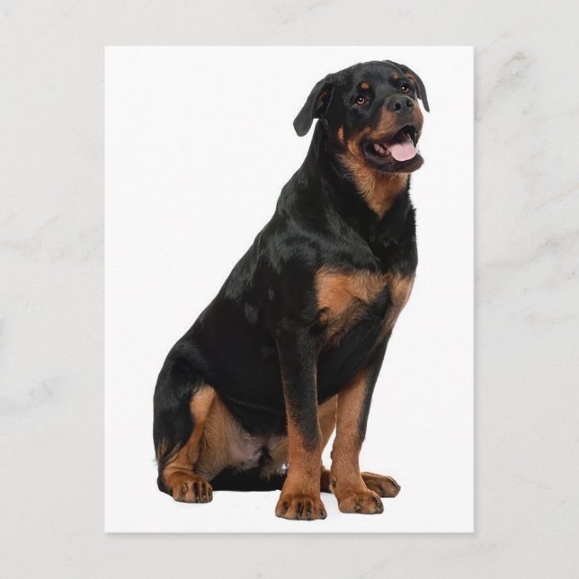 Cartão Postal Rottweiler Puppy Dog - Olá, pensando em você, amor (Frente)