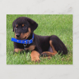 Cartão Postal rottweiler pups.