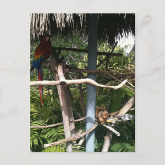 Cartão Postal Roubo de comida de esquilo de papagaio