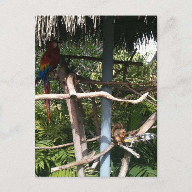 Cartão Postal Roubo de comida de esquilo de papagaio (Frente)