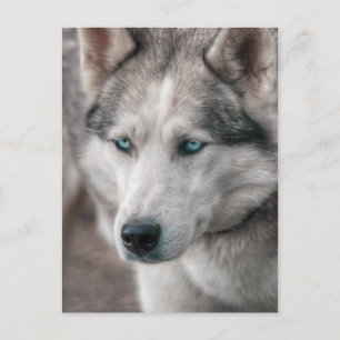 Cartão Postal Rouco