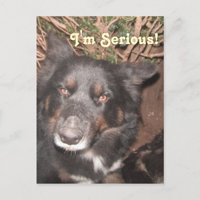 Cartão postal Rouco Collie Cross (Frente)