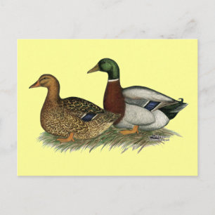 Cartão Postal Rouen Ducks