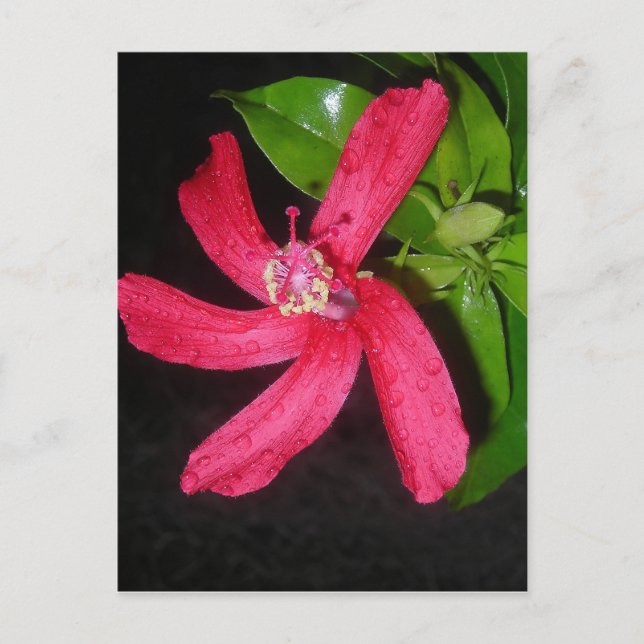 Cartão Postal rouge de hibisco (Frente)