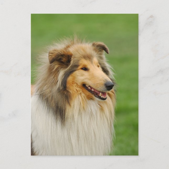 Cartão Postal Rough Collie (Frente)