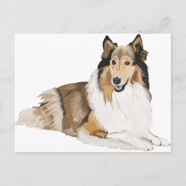 Cartão Postal Rough Collie (Frente)