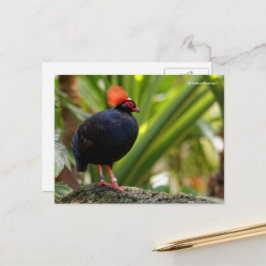 Cartão Postal Roul Roul Crested Wood Partridge