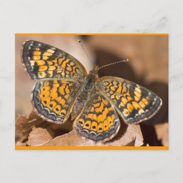 Cartão Postal Roupa e presentes de marrom e marrom-marrom (Frente)