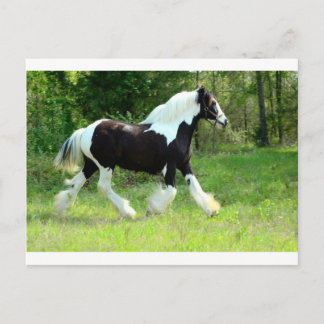 Cartão Postal Roxie