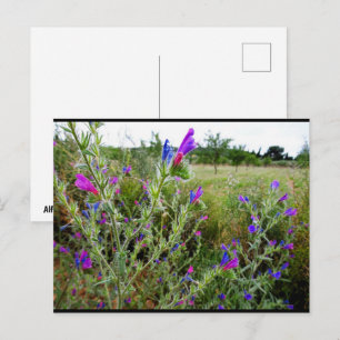 Cartão Postal Roxo Echium, Echium Plant