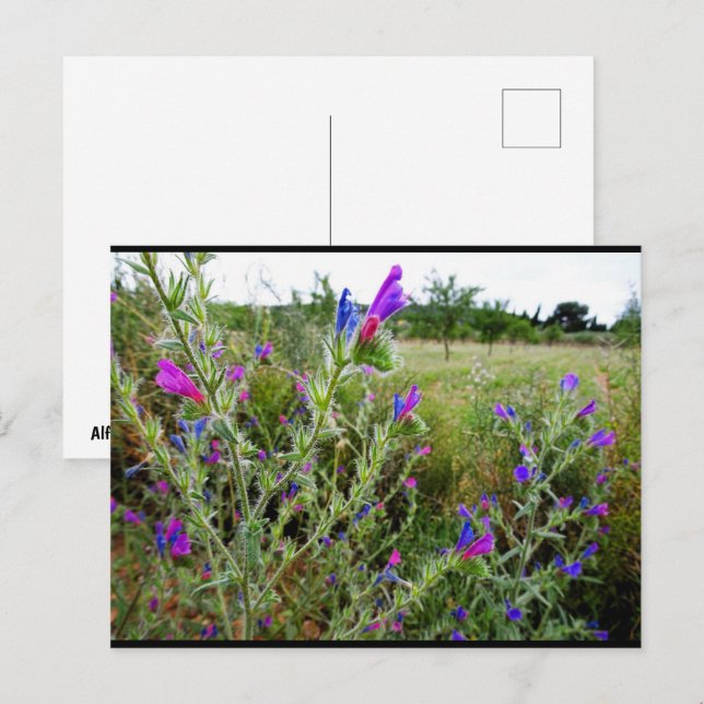 Cartão Postal Roxo Echium, Echium Plant (Frente/Verso)