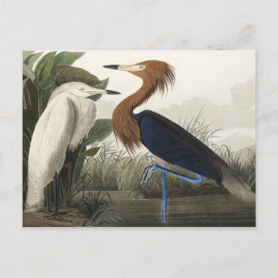 Cartão Postal Roxo Heron de Birds da América