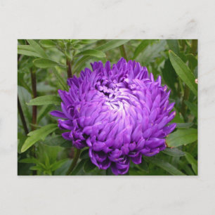 Cartão postal roxo - MS JOH 2011