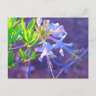 Cartão Postal Roxo Neon