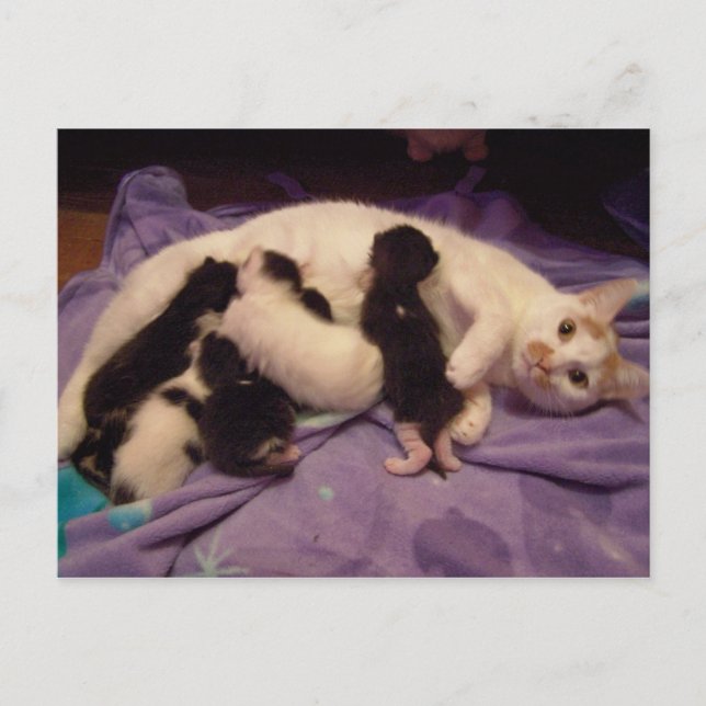 Cartão Postal Roxy com gatinhos postais (Frente)