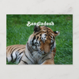 Cartão Postal Royal Bengal Tiger