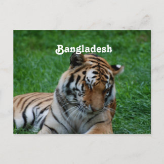 Cartão Postal Royal Bengal Tiger