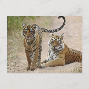 Cartão Postal Royal Bengal Tiger e jovem Ranthambhor