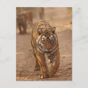 Cartão Postal Royal Bengal Tigers na pista, Ranthambhor