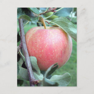 Cartão Postal Royal Gala Apple