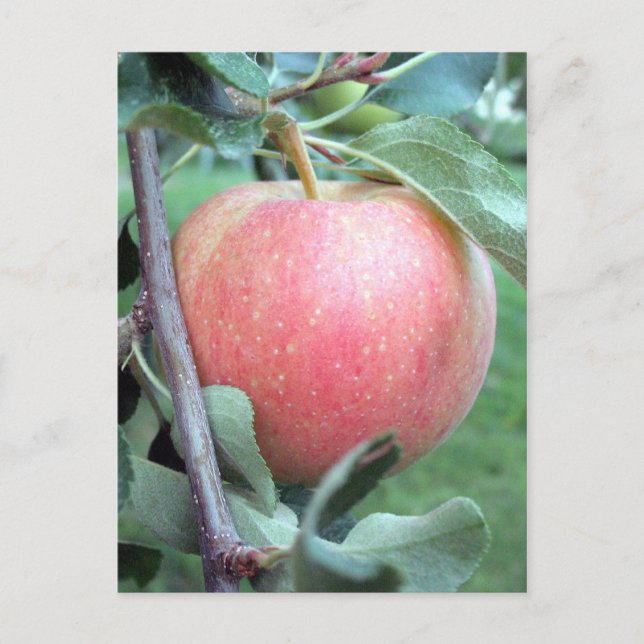 Cartão Postal Royal Gala Apple (Frente)