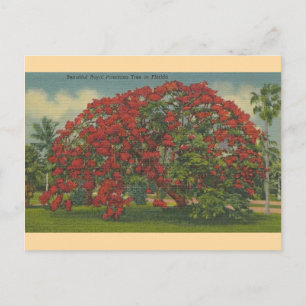 Cartão postal Royal Poinciana da Flórida Vintage F