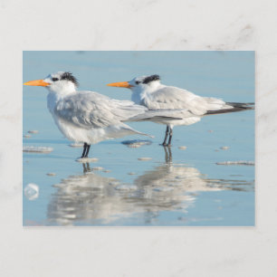 Cartão Postal Royal Terns na praia