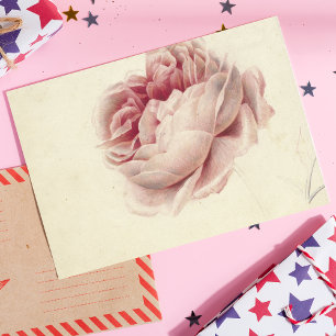Cartão Postal Roze Roos (1792) - Eterno Vintage Arte Botânica