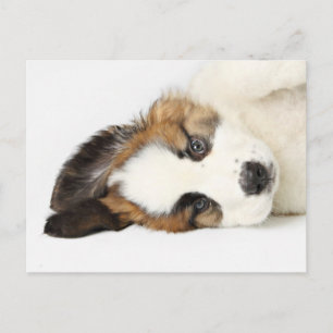 Cartão Postal Rua Bernard Puppy