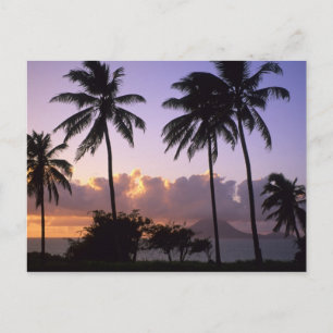 Cartão Postal Rua costeira. Gatinhos