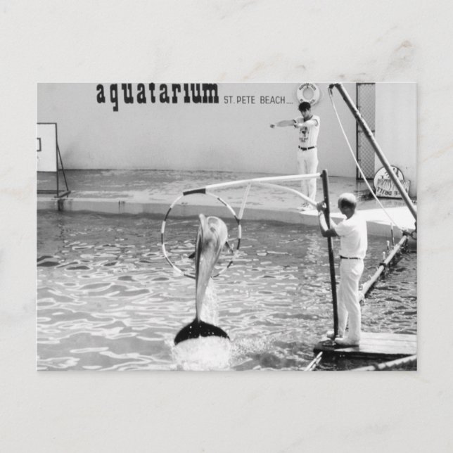 Cartão Postal Rua de Aquatarium. Pete Beach, Flórida, Golfinho (Frente)