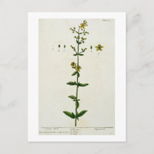 Cartão Postal Rua, John's Wort, placa 15 de 'A Curiosa Herbal',