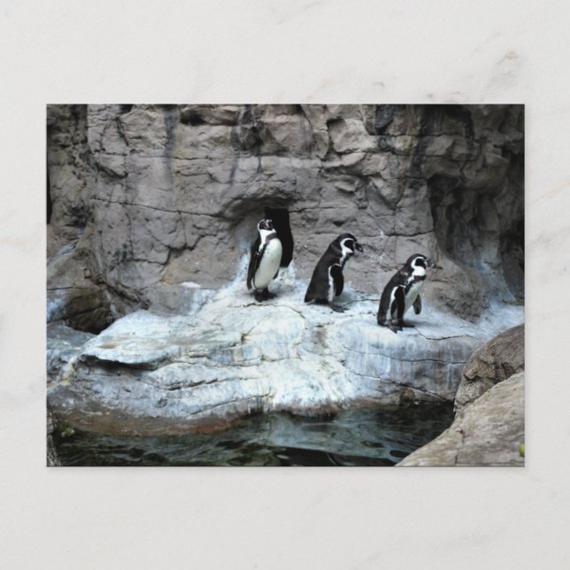 Cartão Postal Rua Louis Zoo 2009 (Frente)