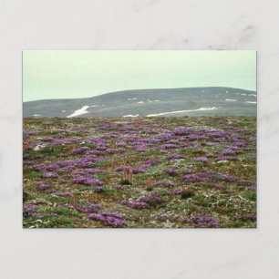 Cartão Postal Rua. Matthew Island, Blackish (ou Purple) Oxytrope