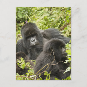 Cartão Postal Ruanda, Parque Nacional dos Vulcões