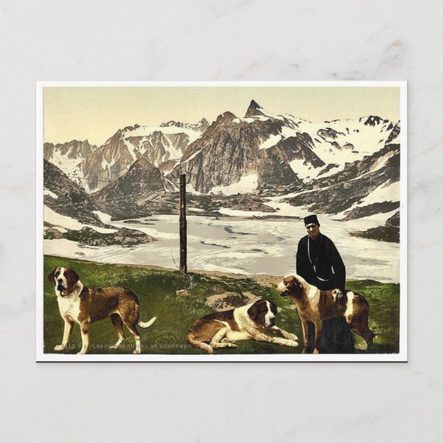 Cartão Postal Ruas. Bernard dog, Valais, Alpes de, Suiça cla (Frente)