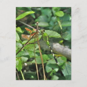 Cartão Postal Rubricas coordenadas do Dragonfly de Pondhawk Orie
