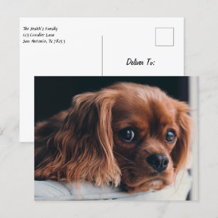Cartão Postal Ruby Cavalier King Charles Spaniel Puppy Dog