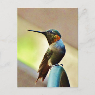 Cartão Postal Ruby e pequeno beija-flor-verde
