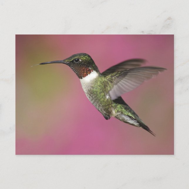 Cartão Postal Ruby Throated Hummingbird (Frente)