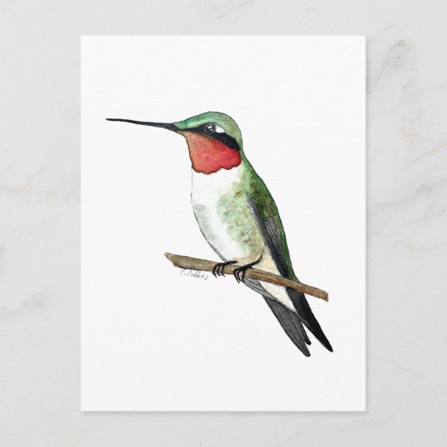 Cartão Postal Ruby-throated Hummingbird (Frente)