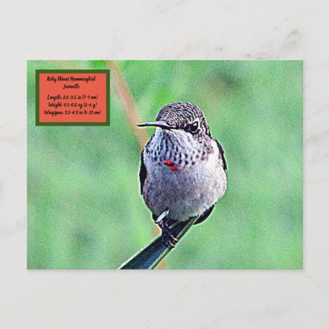 Cartão Postal Ruby Throated Hummingbird 00Postcard (Frente)