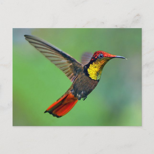Cartão Postal Ruby Topaz Hummingbird (Chrysolampis mosquitus) (Frente)