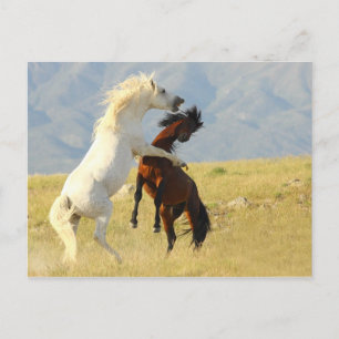 Cartão Postal Ruckus