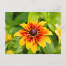 Cartão Postal Rudbeckia Flower