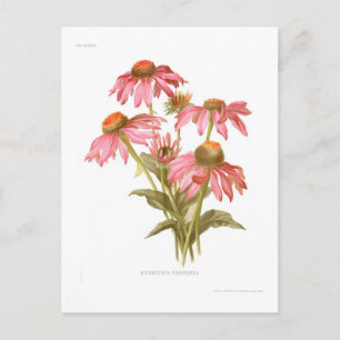 Cartão Postal Rudbeckia purpurea