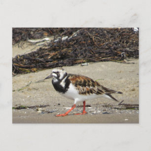 Cartão Postal Ruddy Turnstone (fase de Verão)