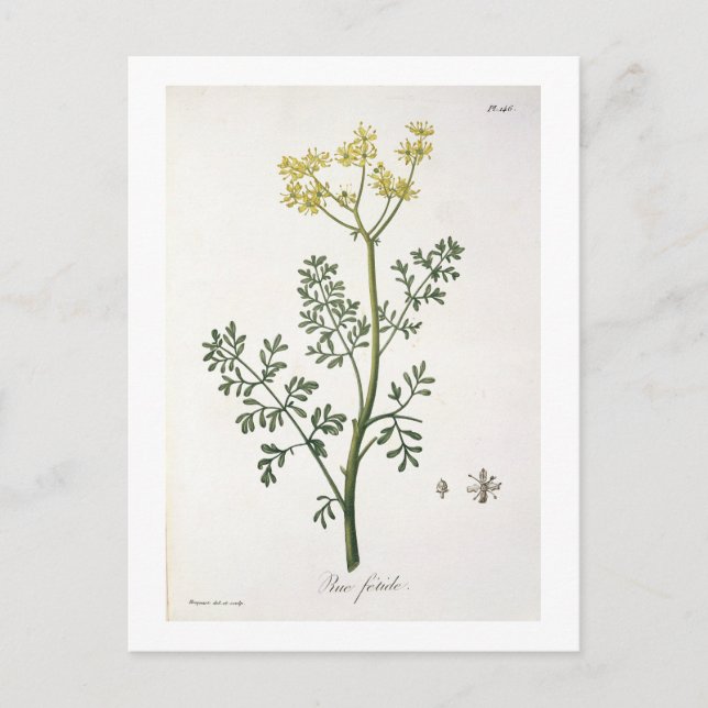 Cartão Postal Rue de 'Phytographie Medicale' por Joseph Roques (Frente)