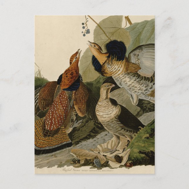 Cartão Postal Ruffed Grouse de John Audubon (Frente)